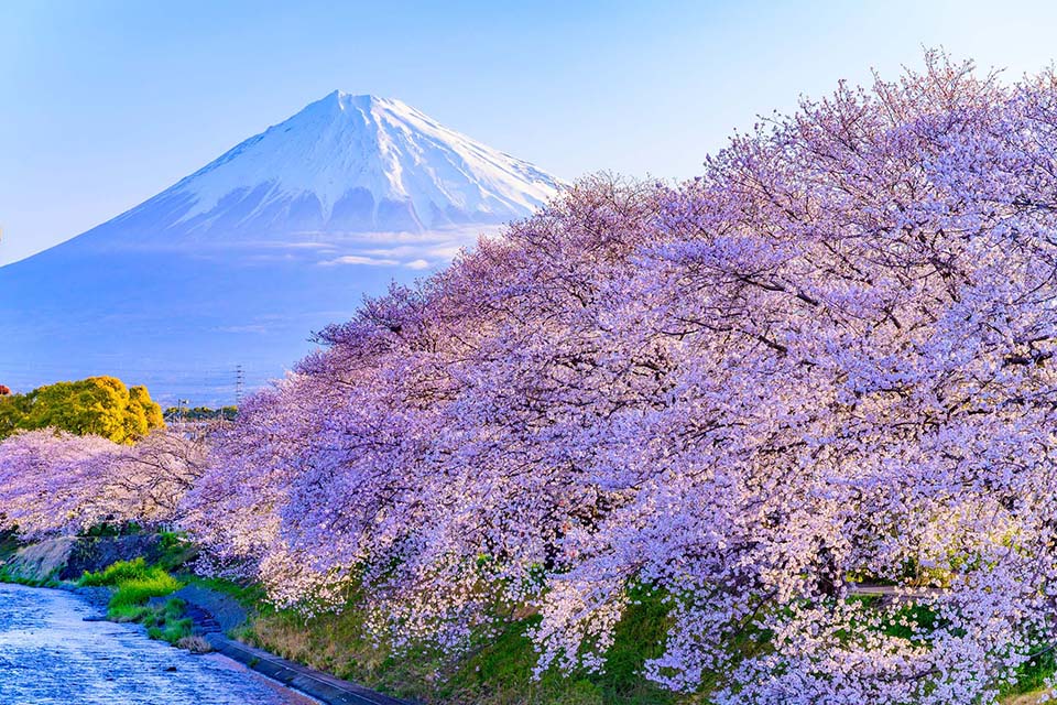 龍巌淵の桜と富士山（イメージ）