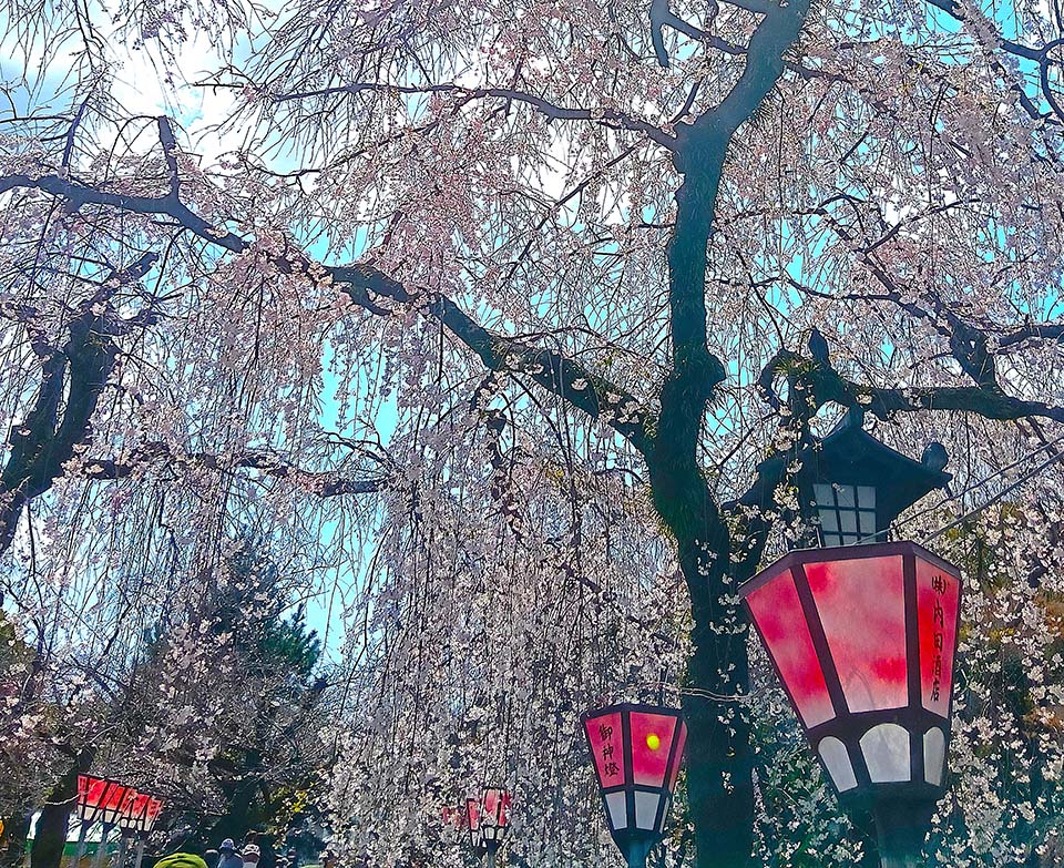 三嶋大社の桜（イメージ）