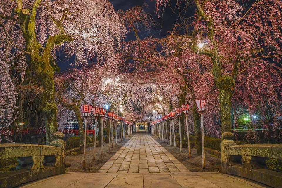 三嶋大社の夜桜ライトアップ（イメージ）