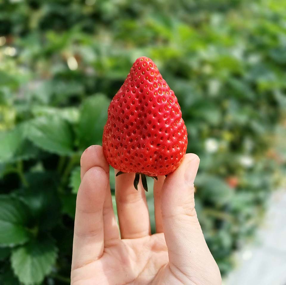 イチゴ狩り（イメージ）