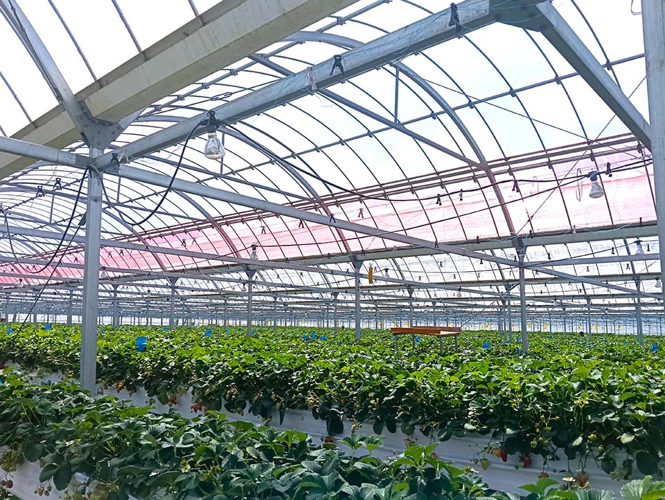 イチゴの高設栽培（イメージ）