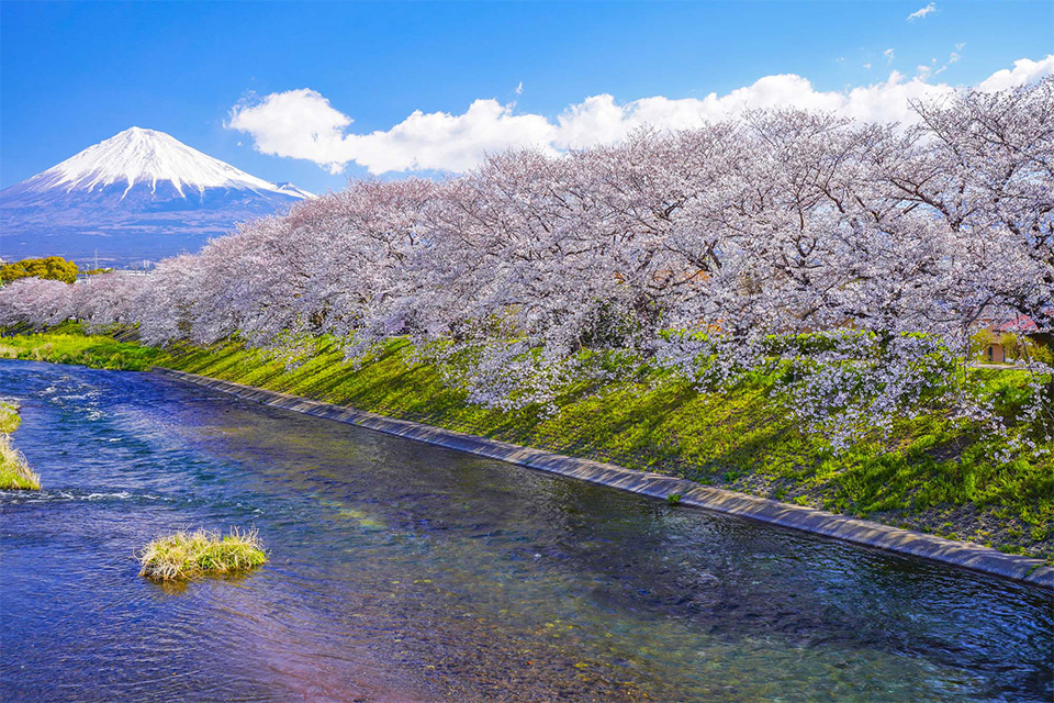 龍巌淵の桜（イメージ）