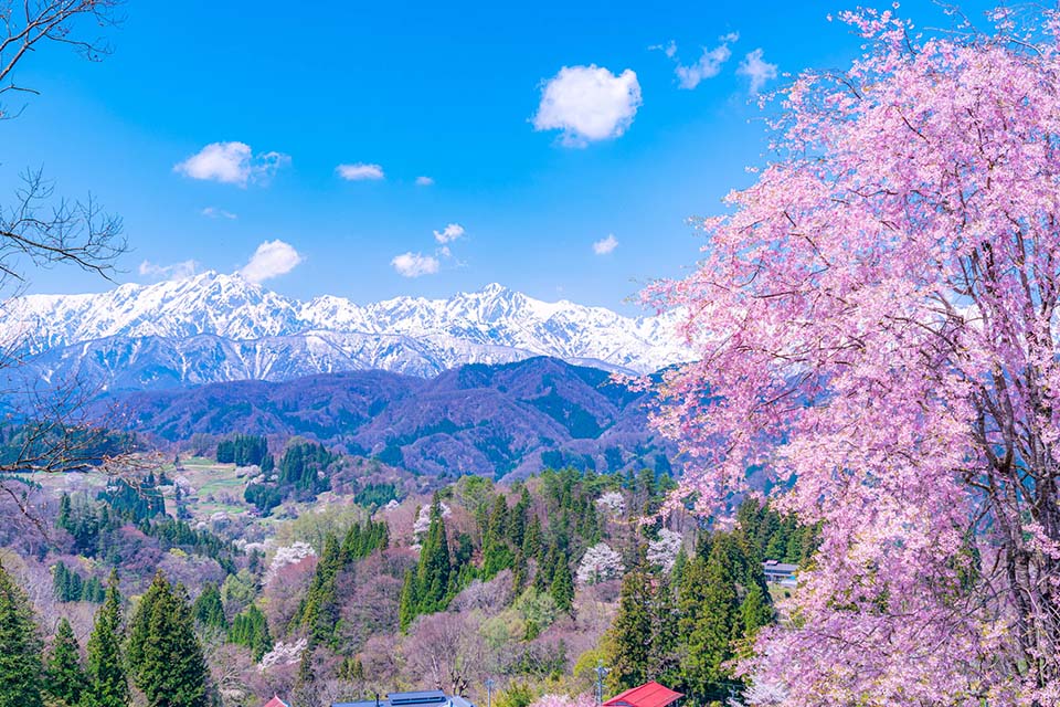 Cherry blossoms and the Northern Alps in Nagano Prefecture (Image)