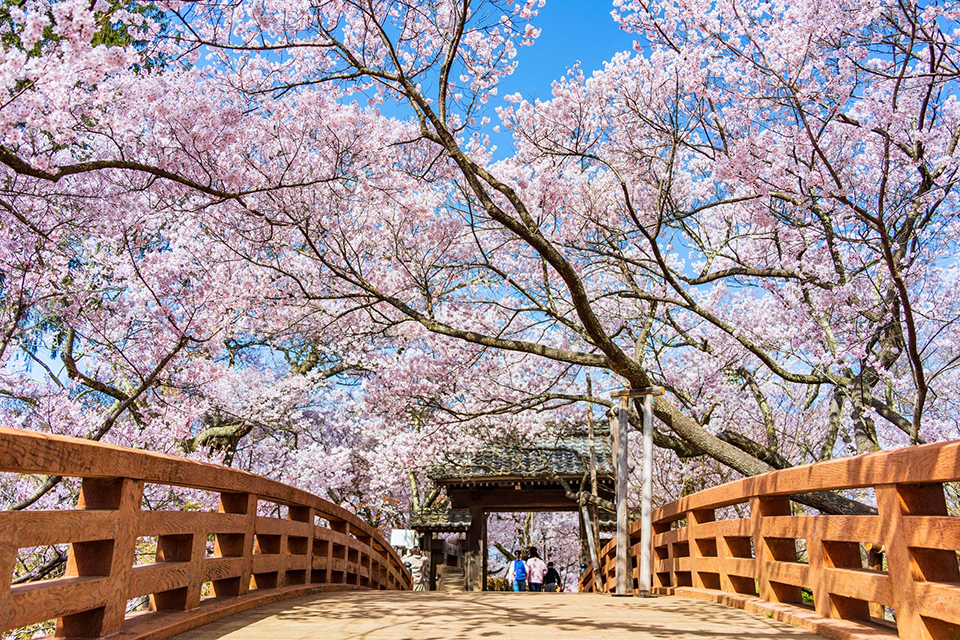 タカトオコヒガンザクラが目の前に迫る高遠城址公園「桜雲橋」（イメージ）