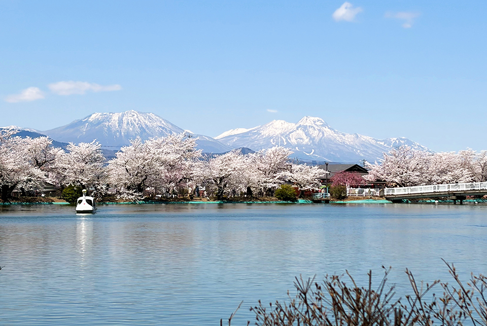 雪景色の北信五岳と桜を一緒に楽しめるスポット「臥竜公園」