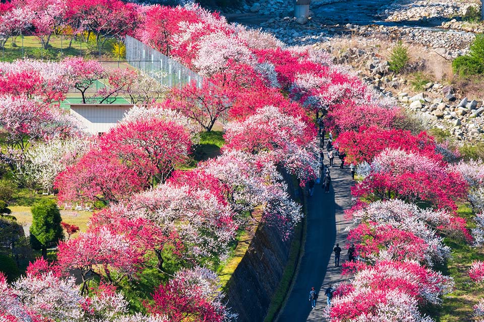 阿智村「花桃の里」（イメージ）