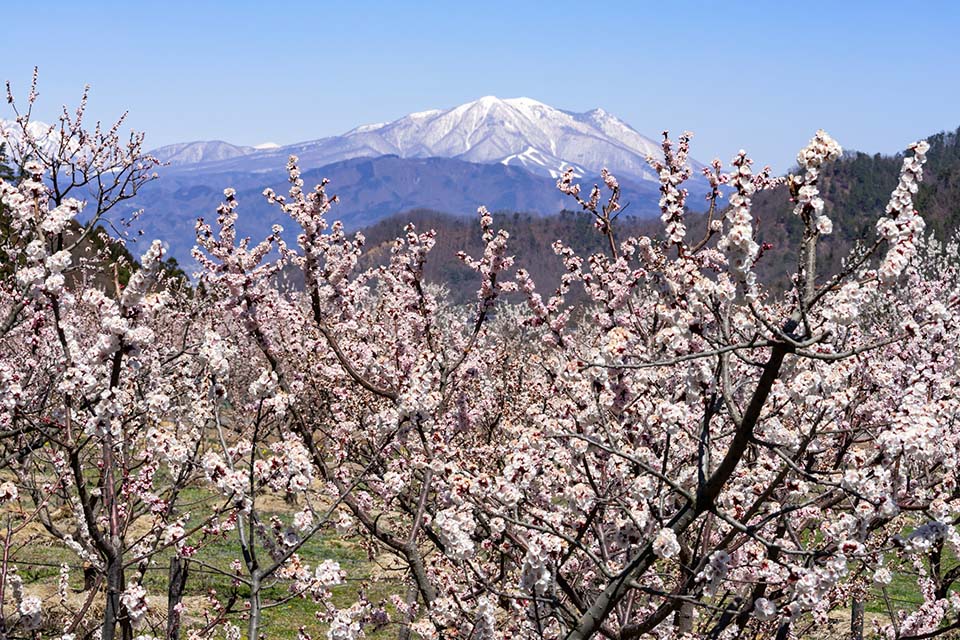 千曲市「あんずの里」（イメージ）