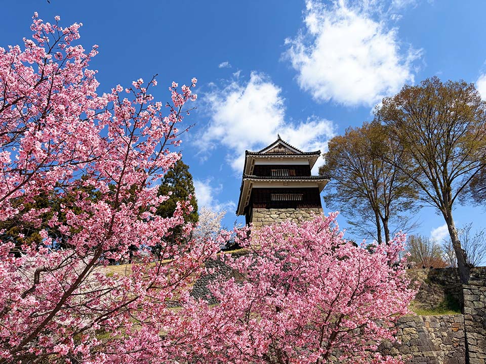 青空に映える「上田城跡公園」の櫓と濃いピンクの桜（イメージ）