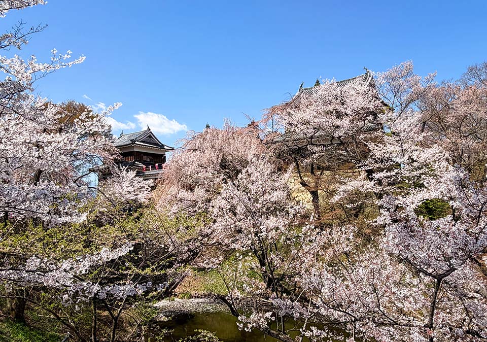 お堀越しに望む「北櫓」「南櫓」が桜に包まれた景色は圧巻（イメージ）