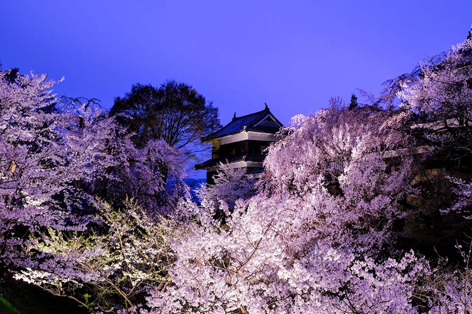 ライトアップされ幻想的な上田城跡と桜（イメージ）