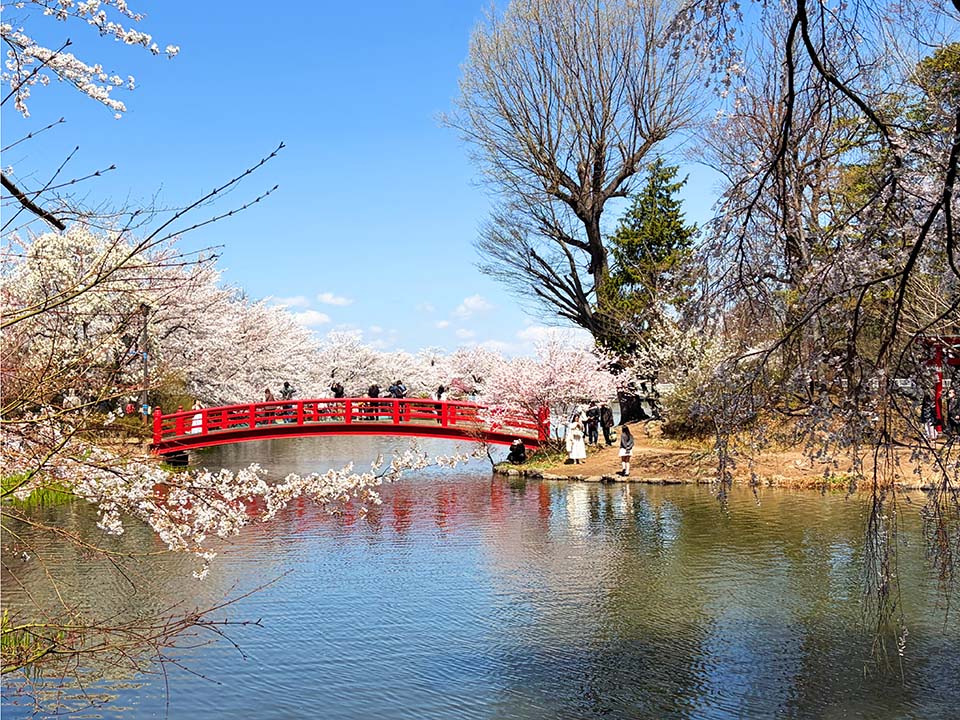 臥竜公園を代表する景観、赤い橋と桜の眺望（イメージ）