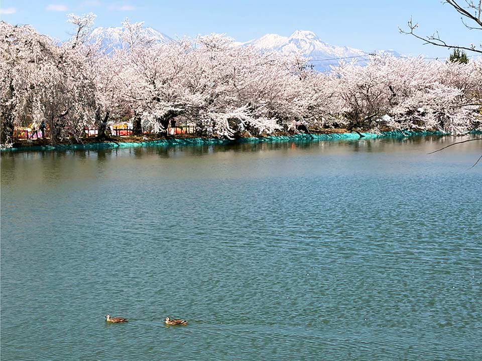 対岸に植えられた桜と雪景色の北信五岳（イメージ）