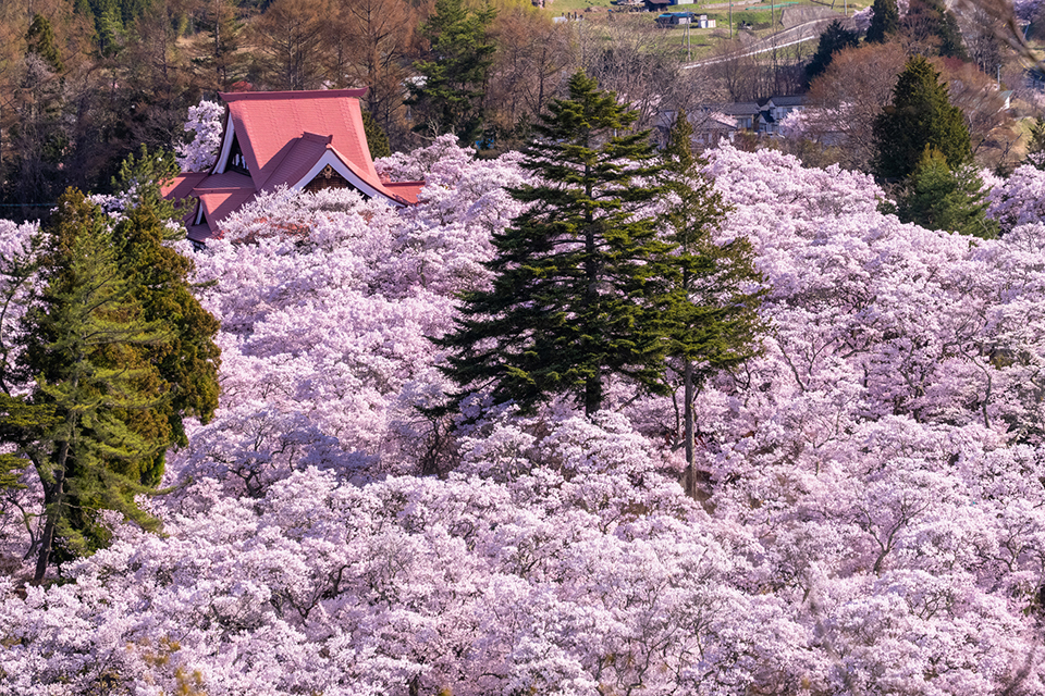 園内を桜が埋め尽くす様子はまさにピンク色の雲海（イメージ）