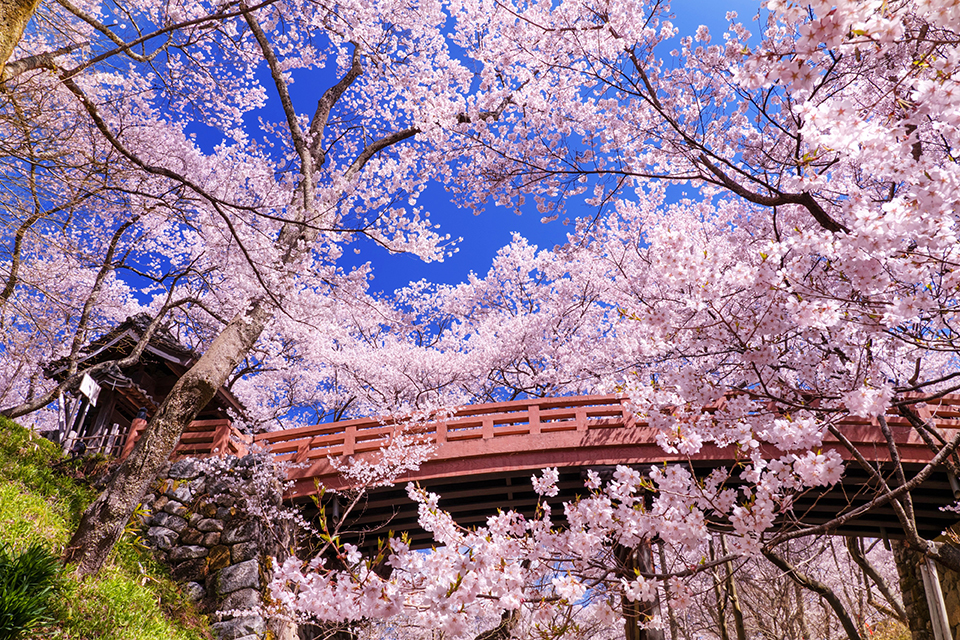 園内で最も人気の撮影スポット「桜雲橋」（イメージ）