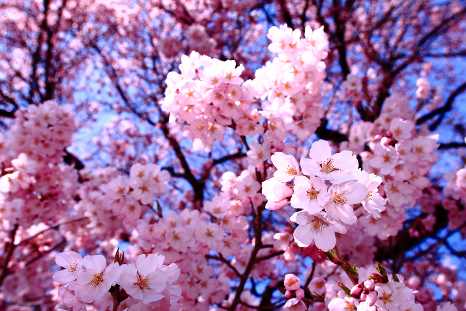 やや小ぶりで濃いピンク色の花を付ける「タカトオコヒガンザクラ」（イメージ）