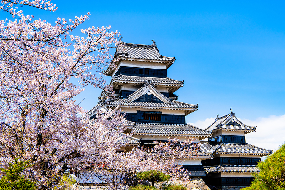 漆黒の天守に桜が映える「松本城」（イメージ）