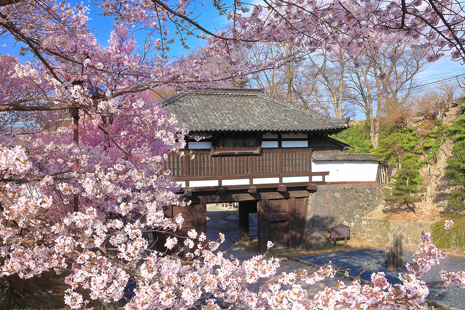 小諸城址「懐古園」の三之門と桜（イメージ）