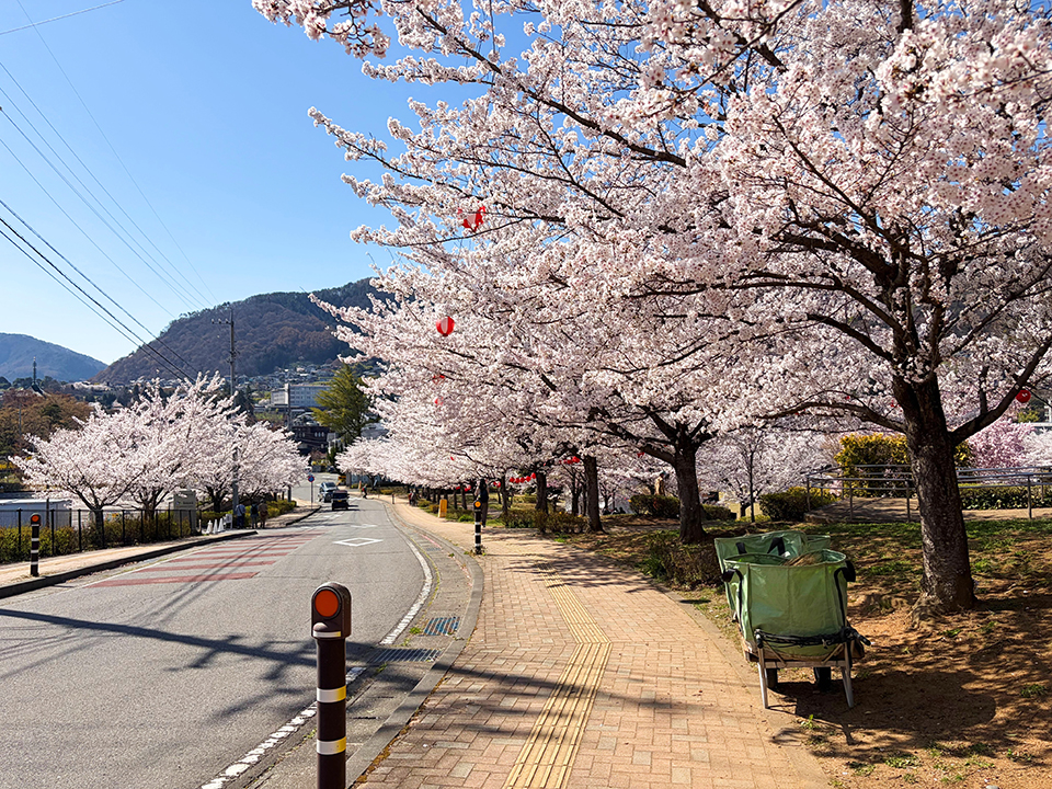 城山公園周辺の桜並木（イメージ）