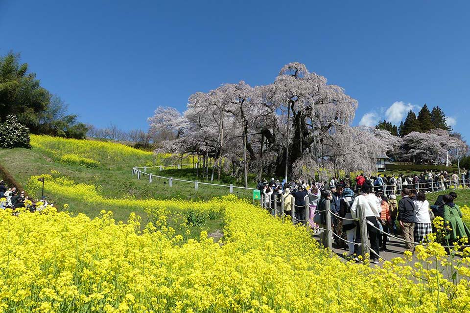 三春滝桜（イメージ）