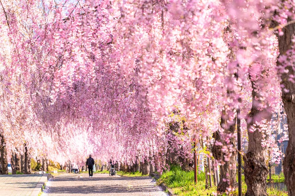 日中線しだれ桜並木（イメージ）