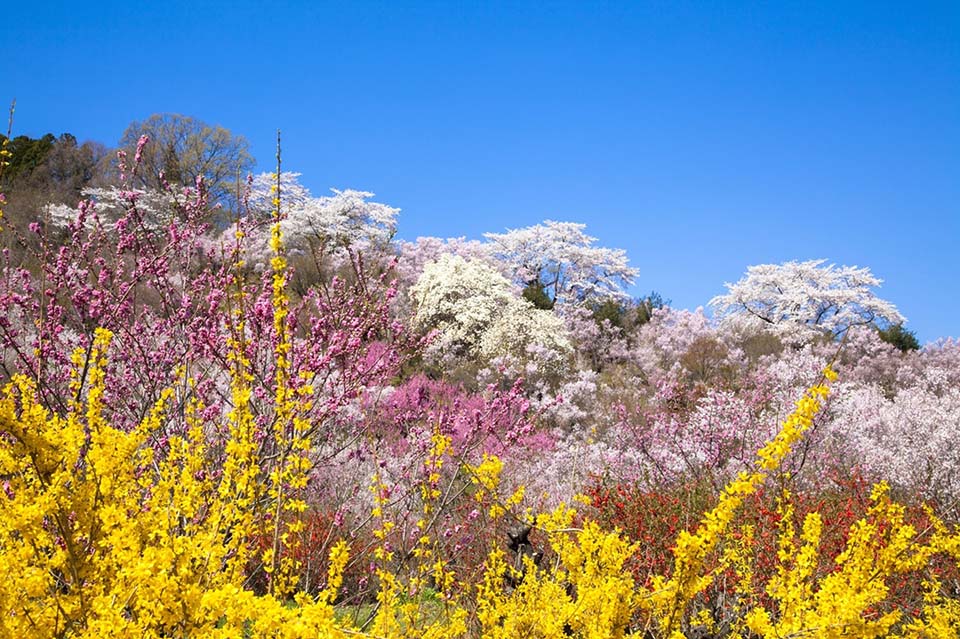 花見山公園（イメージ）