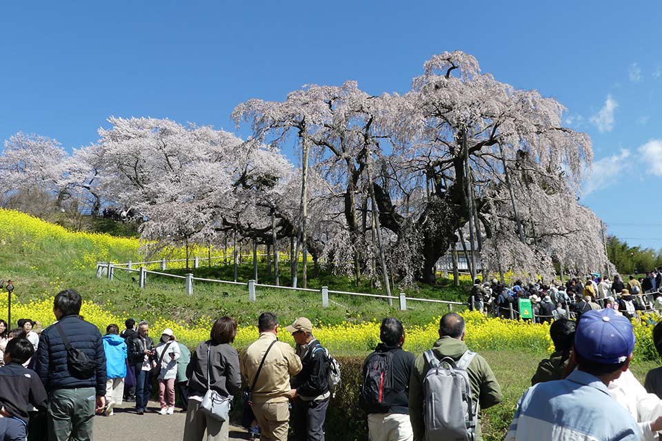三春滝桜（イメージ）