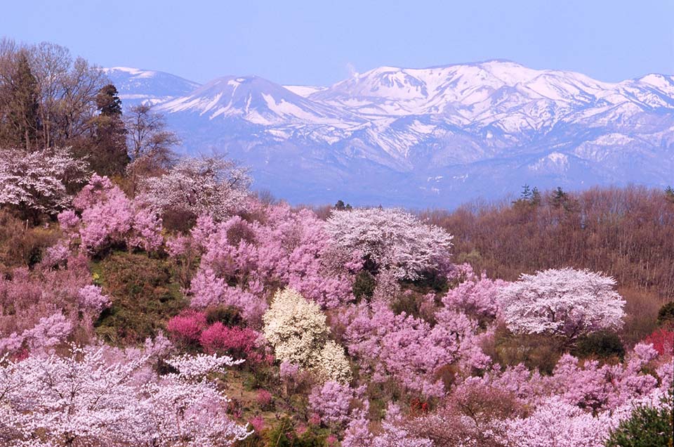 花見山公園（イメージ）