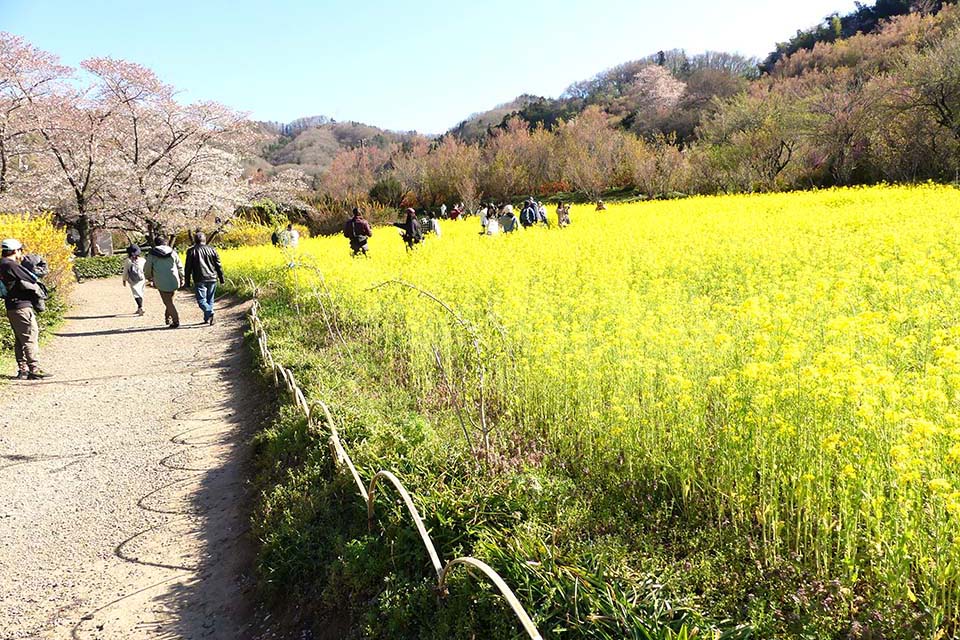 桜と菜の花の競演も（イメージ）