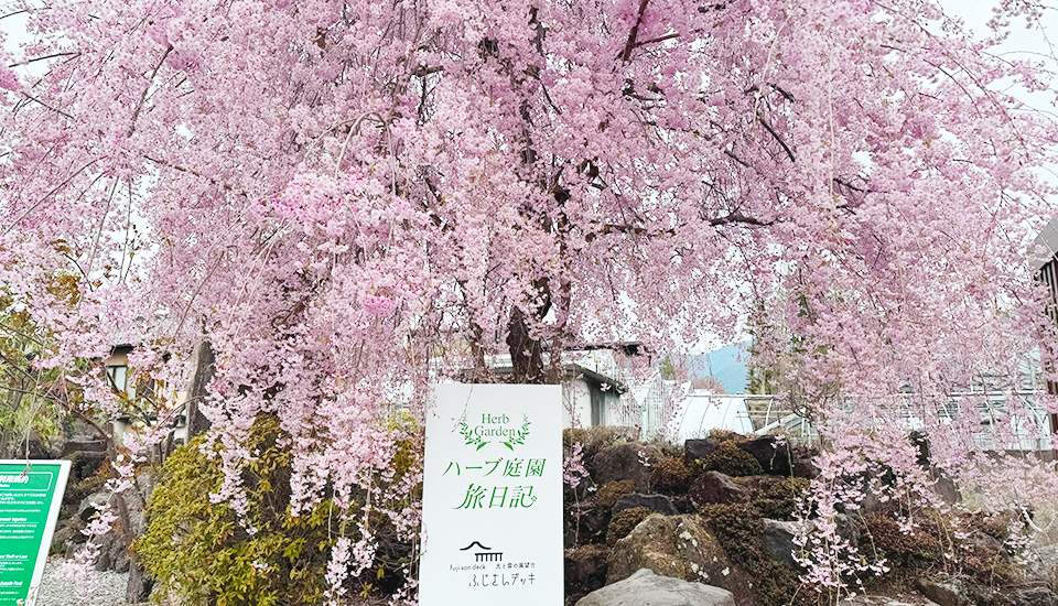 枝垂れ桜（イメージ）