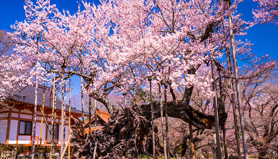 山高神代桜（イメージ）