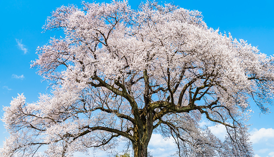 わに塚の桜（イメージ）