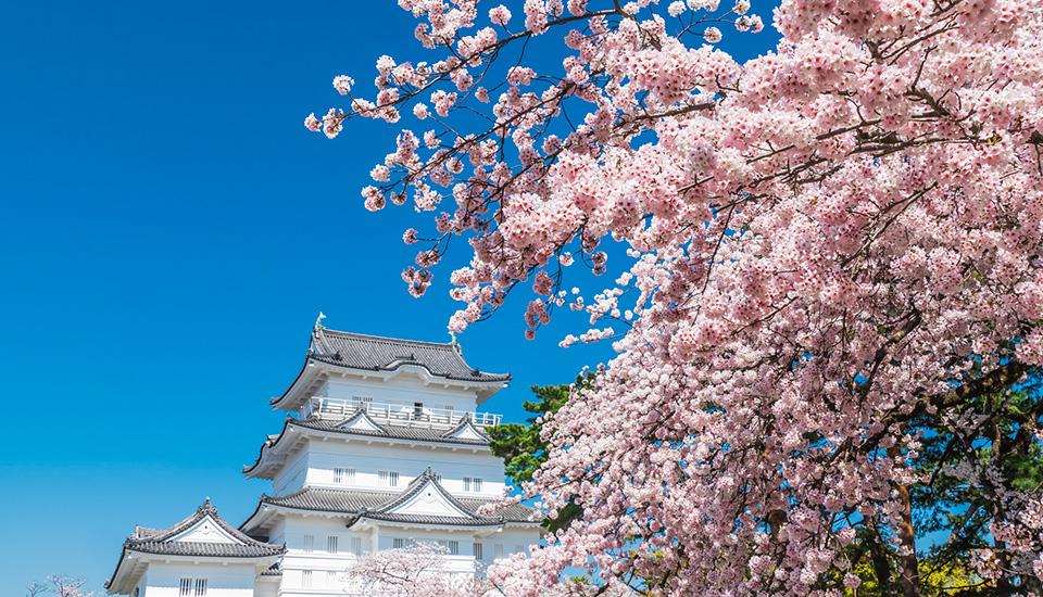 小田原城址公園（イメージ）