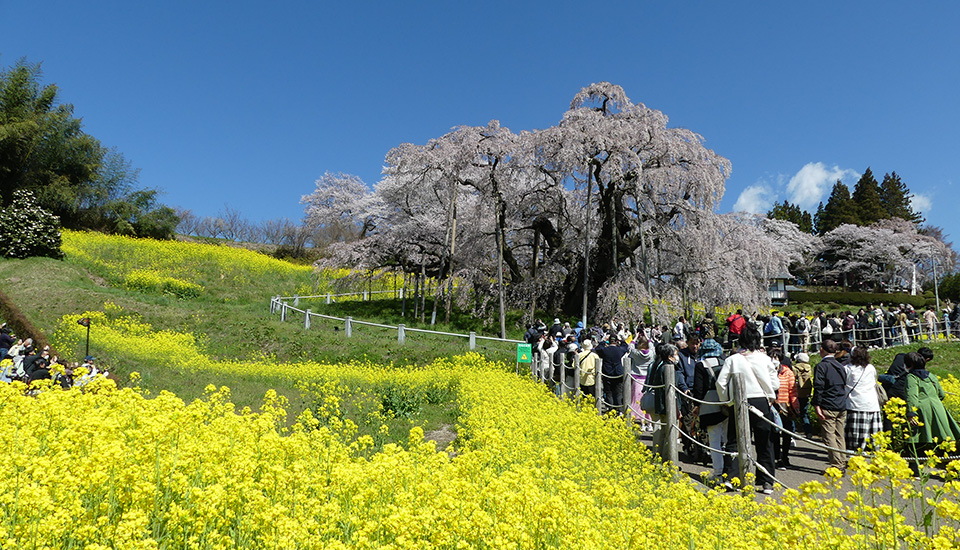 三春滝桜（イメージ）