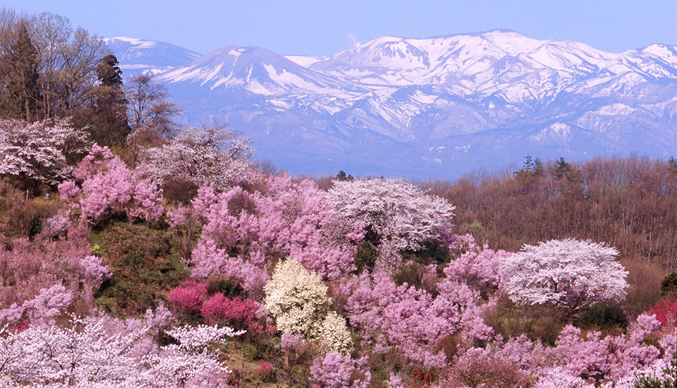 花見山公園（イメージ）