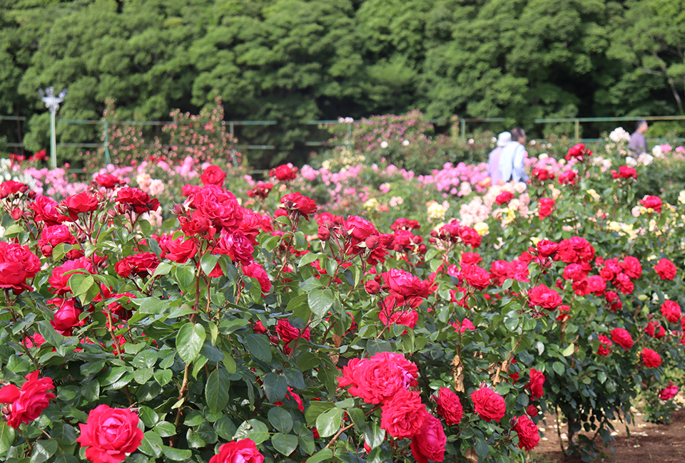 バラ園（イメージ）