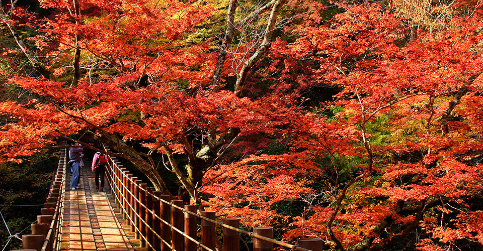 花貫渓谷の紅葉（イメージ）