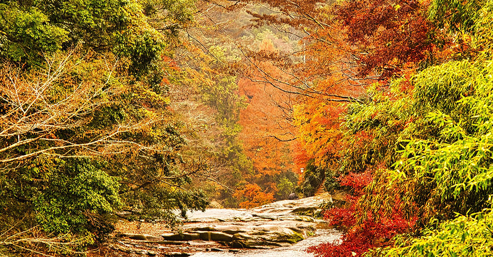 養老渓谷の紅葉（イメージ）