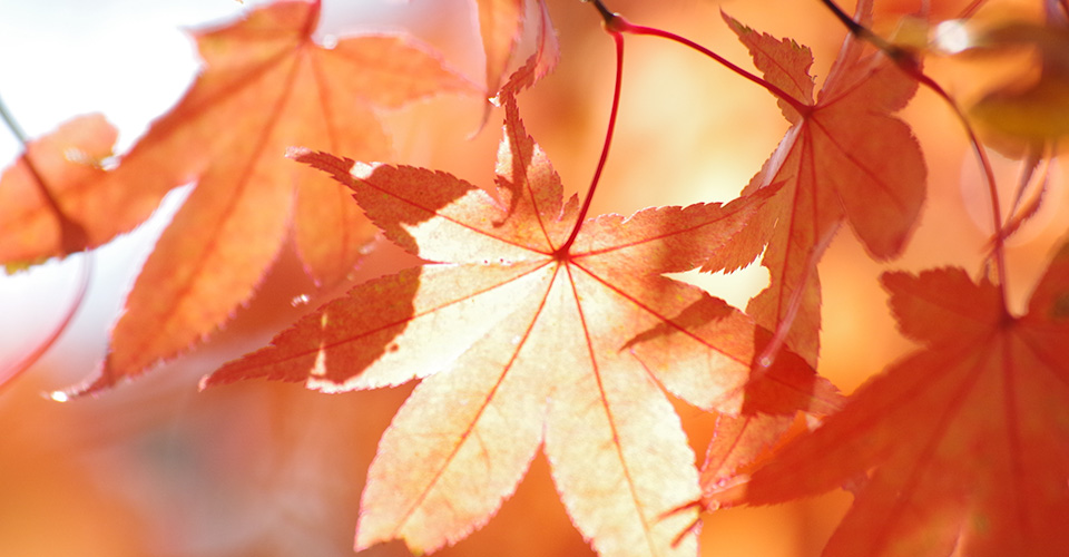 紅葉（イメージ）