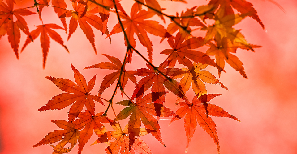 紅葉（イメージ）