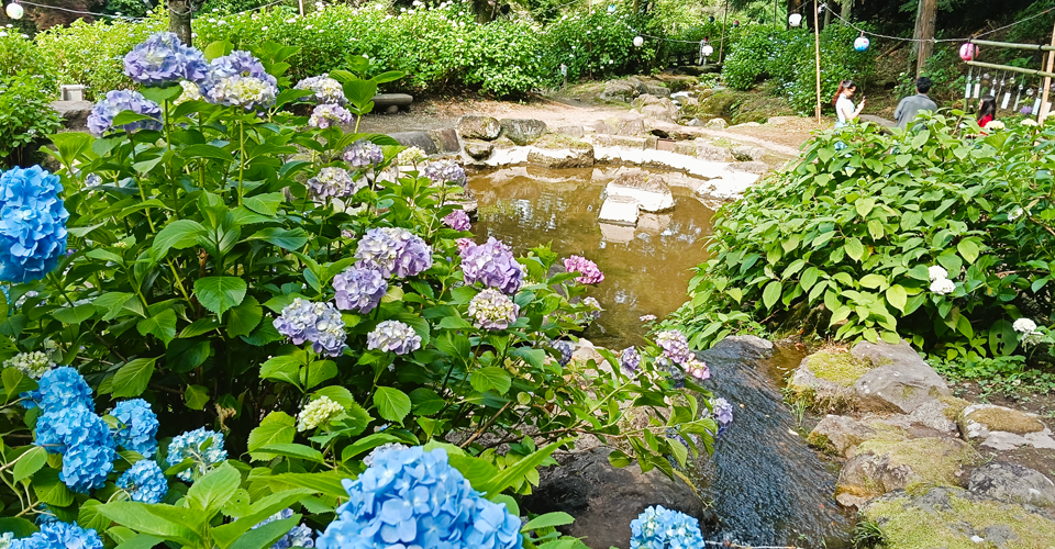 小野池あじさい公園（イメージ）