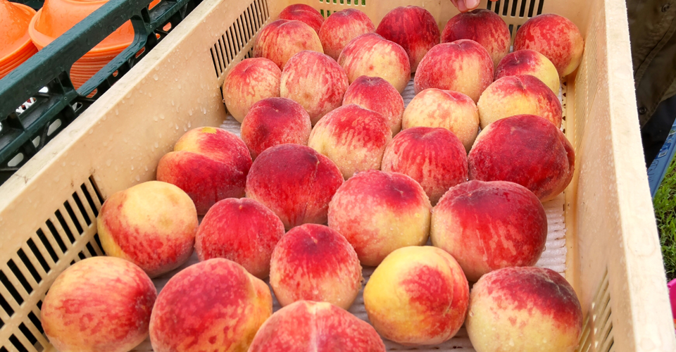 山梨の桃（イメージ）
