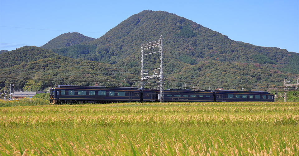 稲穂と「蔚藍交響曲」（イメージ）