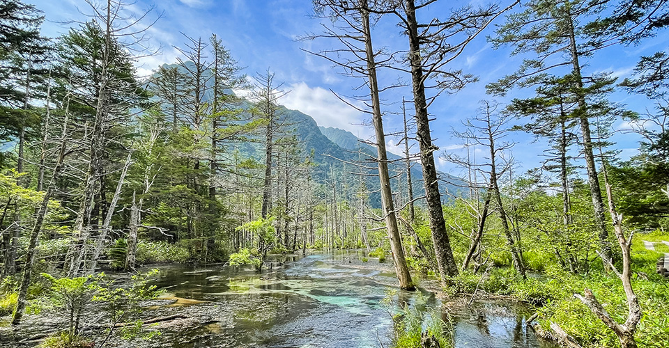 岳沢湿原（イメージ）