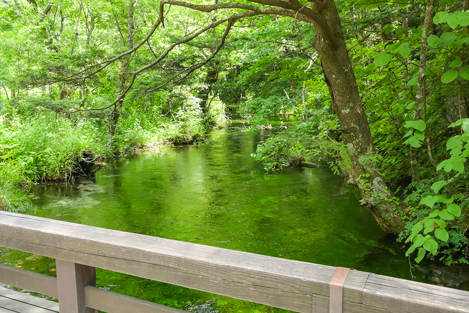 梅花藻の緑鮮やかな清水川(イメージ)