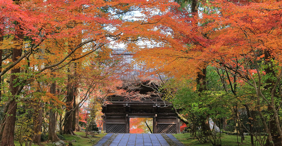四国第31番札所「竹林寺」（イメージ） ※紅葉の見頃は例年11月中旬～12月上旬