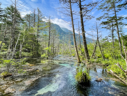 岳沢湿原