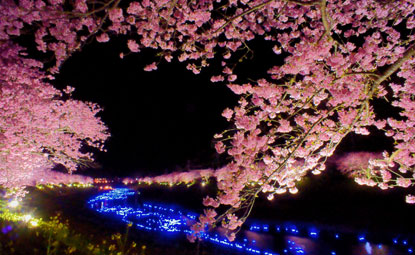 第3回 みなみの桜ライトアップと夜桜 流れ星 クラブツーリズム