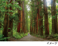 約500ｍにわたって杉の巨樹が立ち並ぶ戸隠古道