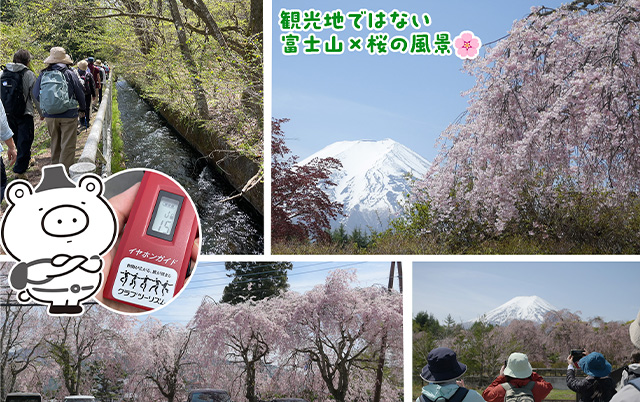 ガイディングレシーバーで桜並木をご案内