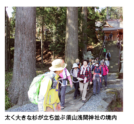 太く大きな杉が立ち並ぶ須山浅間神社の境内